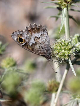 Image of Tree Grayling