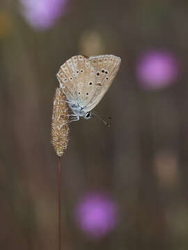 Image of Polyommatus admetus (Esper (1783))