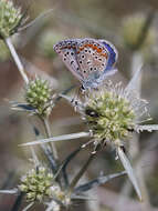 Image of common blue