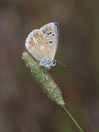 Image of Polyommatus dorylas