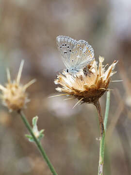 Image of Polyommatus dorylas