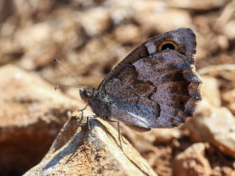 Image of Tree Grayling