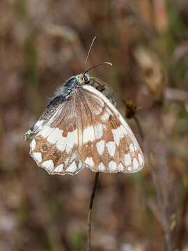 Image of Melanargia larissa Hübner 1827