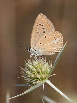 Image of Polyommatus admetus (Esper (1783))