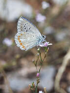 Image of Polyommatus dorylas