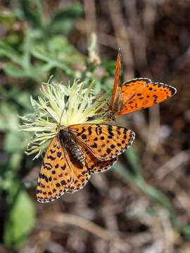 Image of Red-Band Fritillary