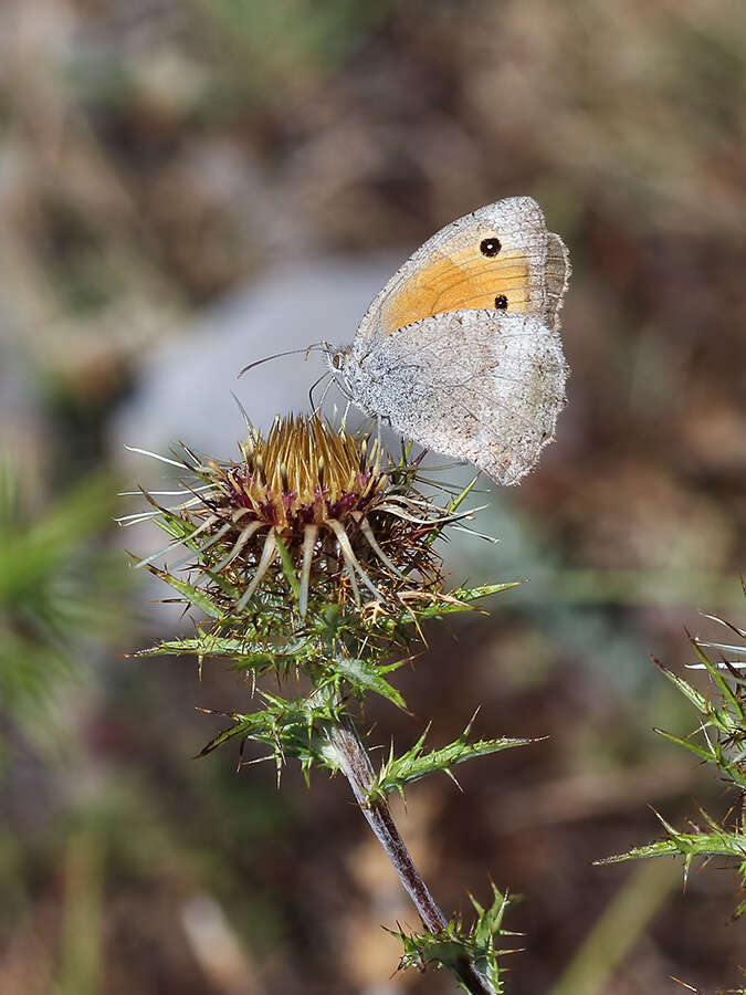 Слика од Hyponephele lupina