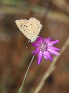 Image of Polyommatus admetus (Esper (1783))