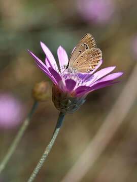 Image of Polyommatus admetus (Esper (1783))