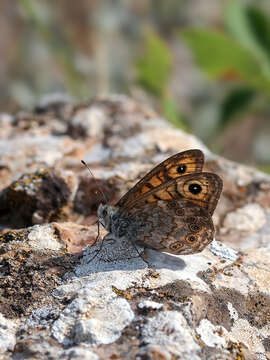 Image of Lasiommata megera