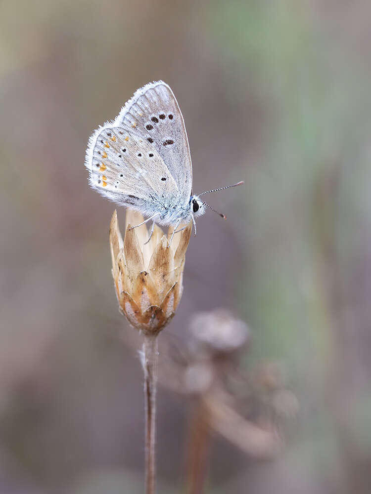 Image of Polyommatus dorylas