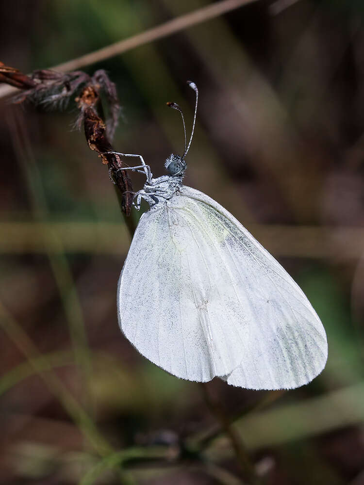 Image of Wood White