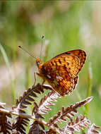 Plancia ëd Boloria euphrosyne