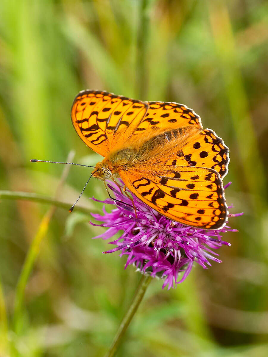 Image of High brown fritillary