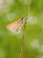 Image of small skipper