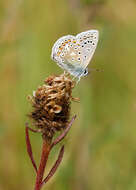 Image of common blue