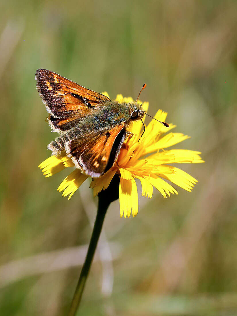 Image of Common Branded Skipper