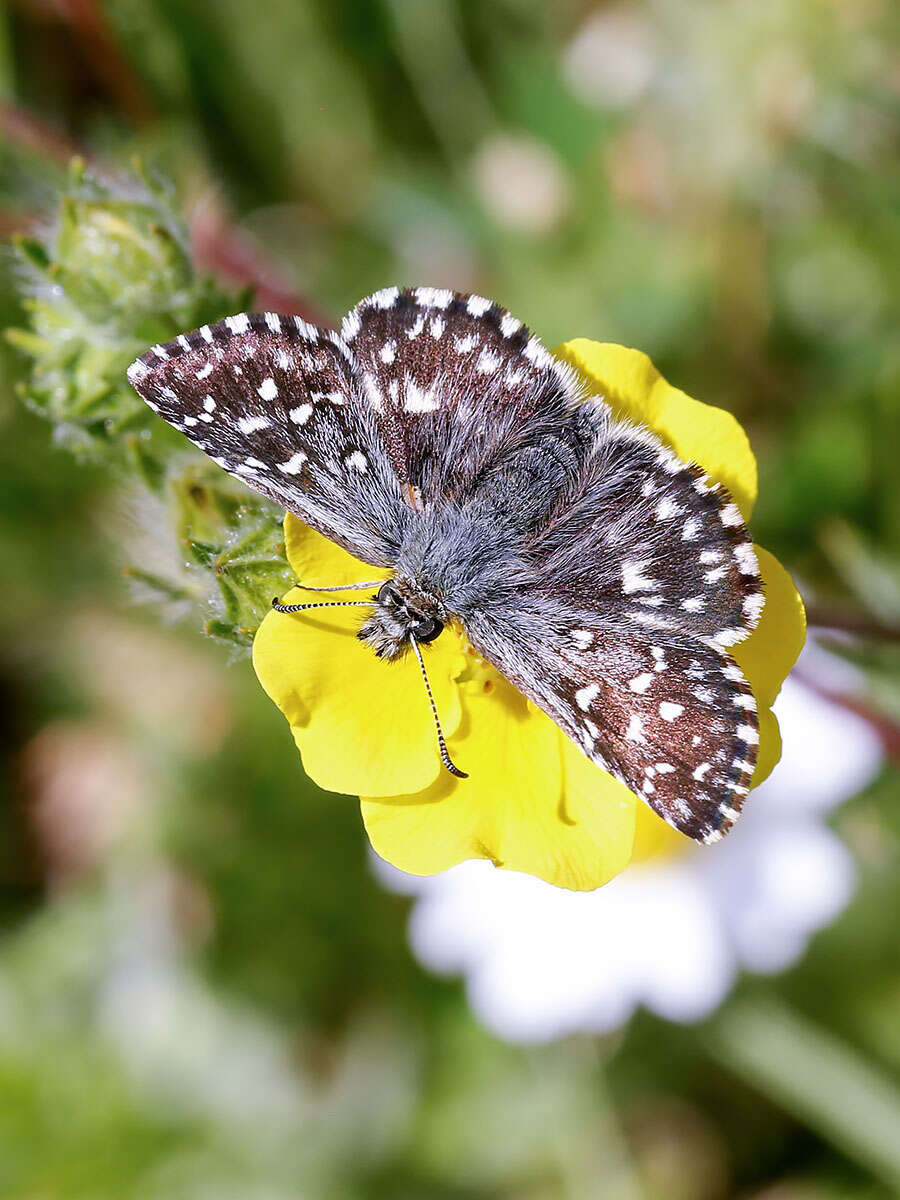 Image of Grizzled skipper