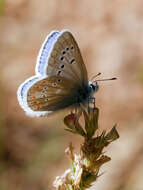 Image of Polyommatus dorylas