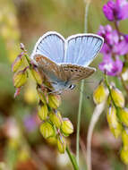 Image of Polyommatus dorylas