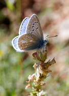 Image of Polyommatus dorylas