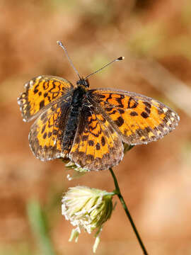 Image of Melitaea trivia