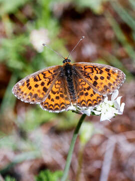 Image of Melitaea trivia