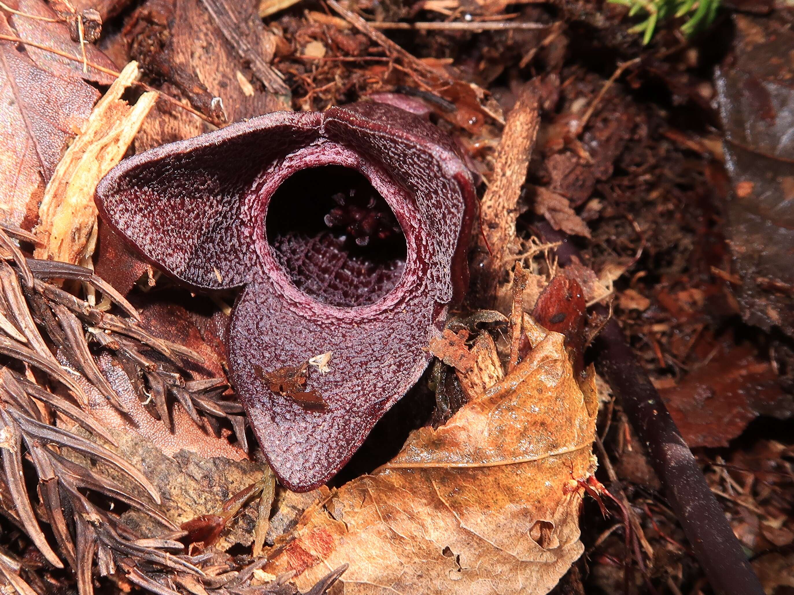 Image of Wild ginger