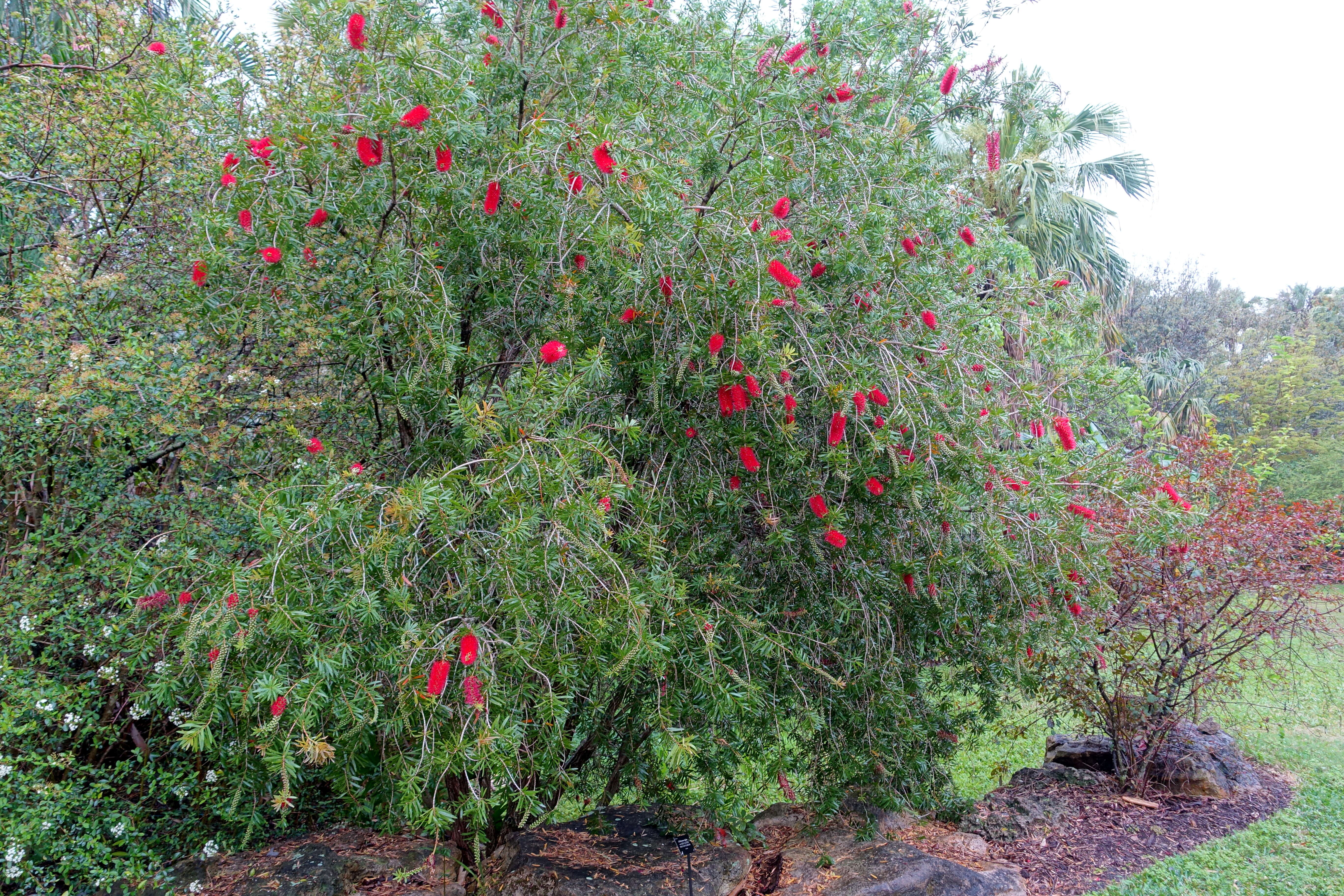 صورة Callistemon rigidus R. Br.