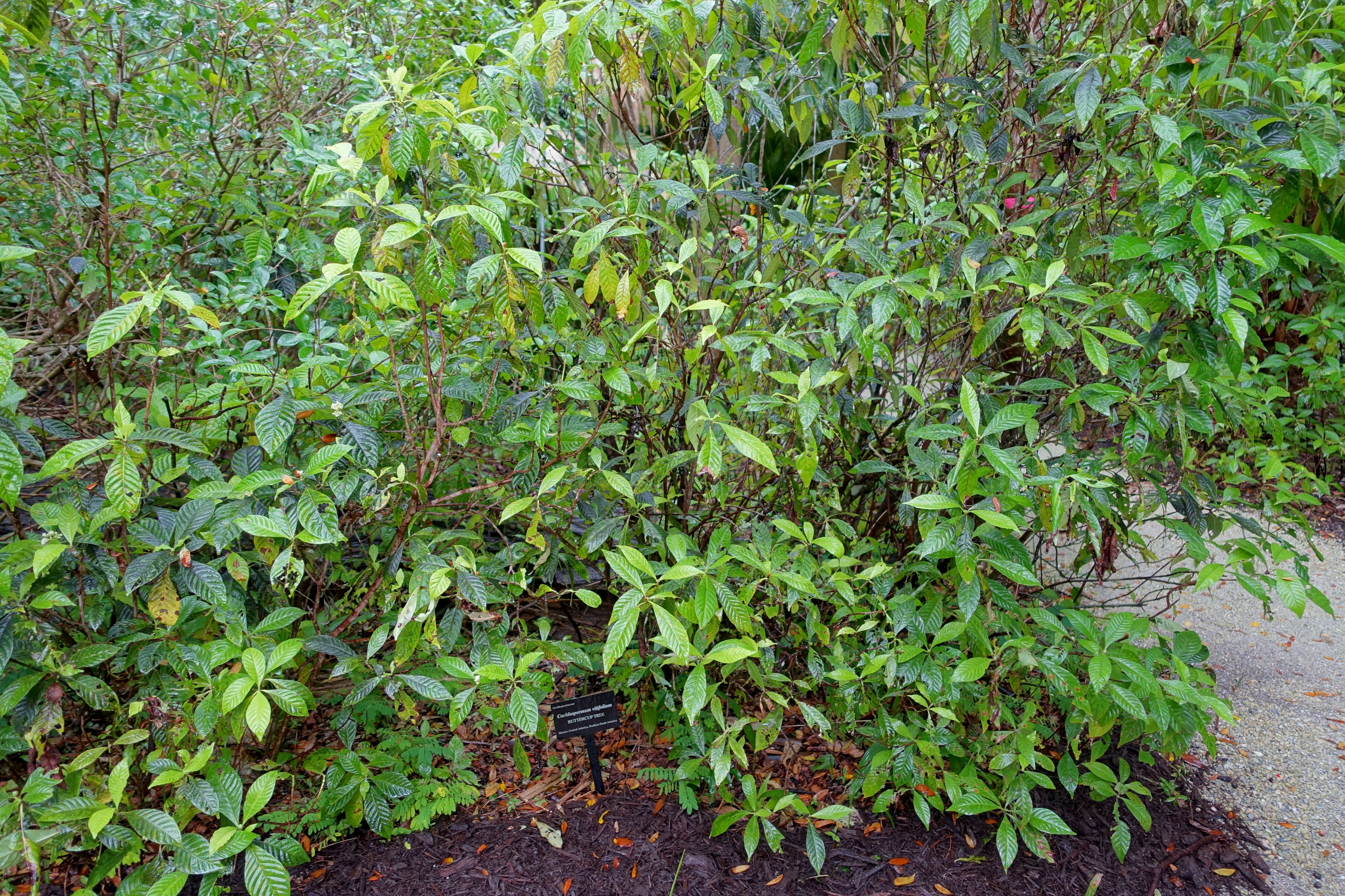 Imagem de Cochlospermum vitifolium (Willd.) Spreng.