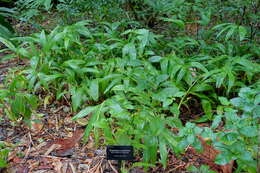 Imagem de Hedychium coronarium J. Koenig