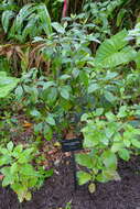 Sivun Pouteria campechiana (Kunth) Baehni kuva