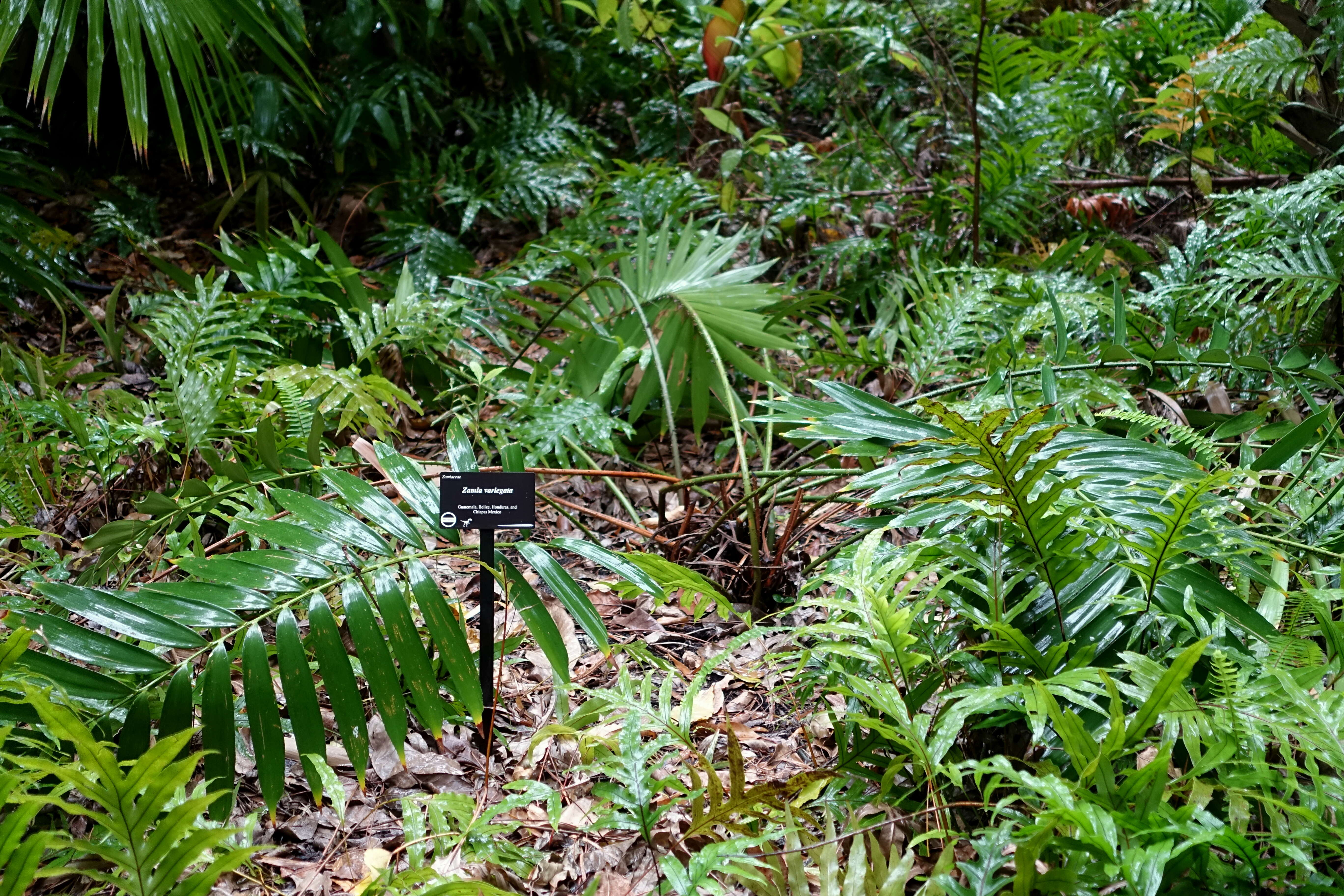 Image of Cycad