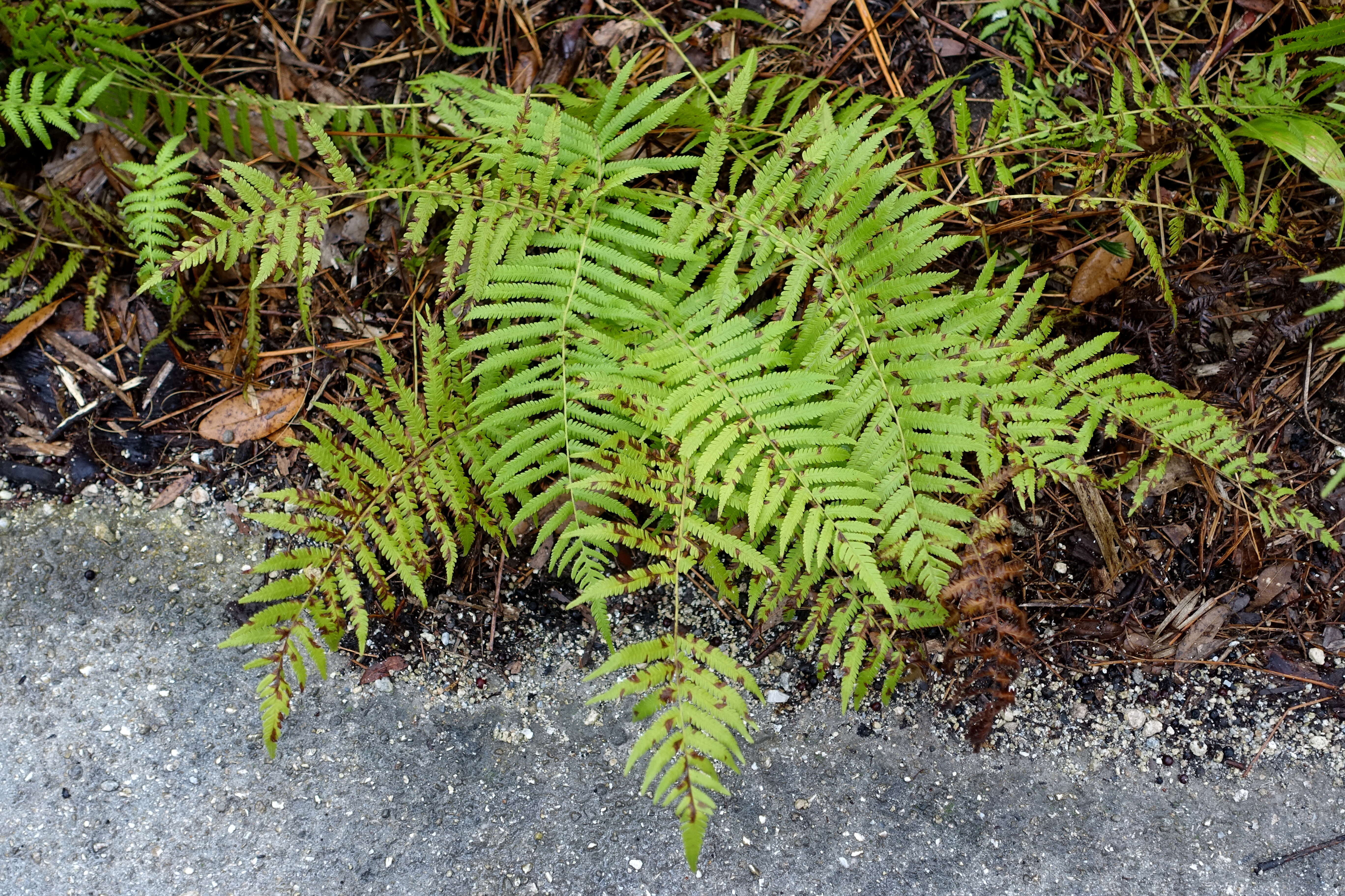 Image of Kunth's maiden fern