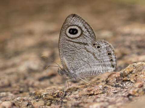 Image of Ypthima striata