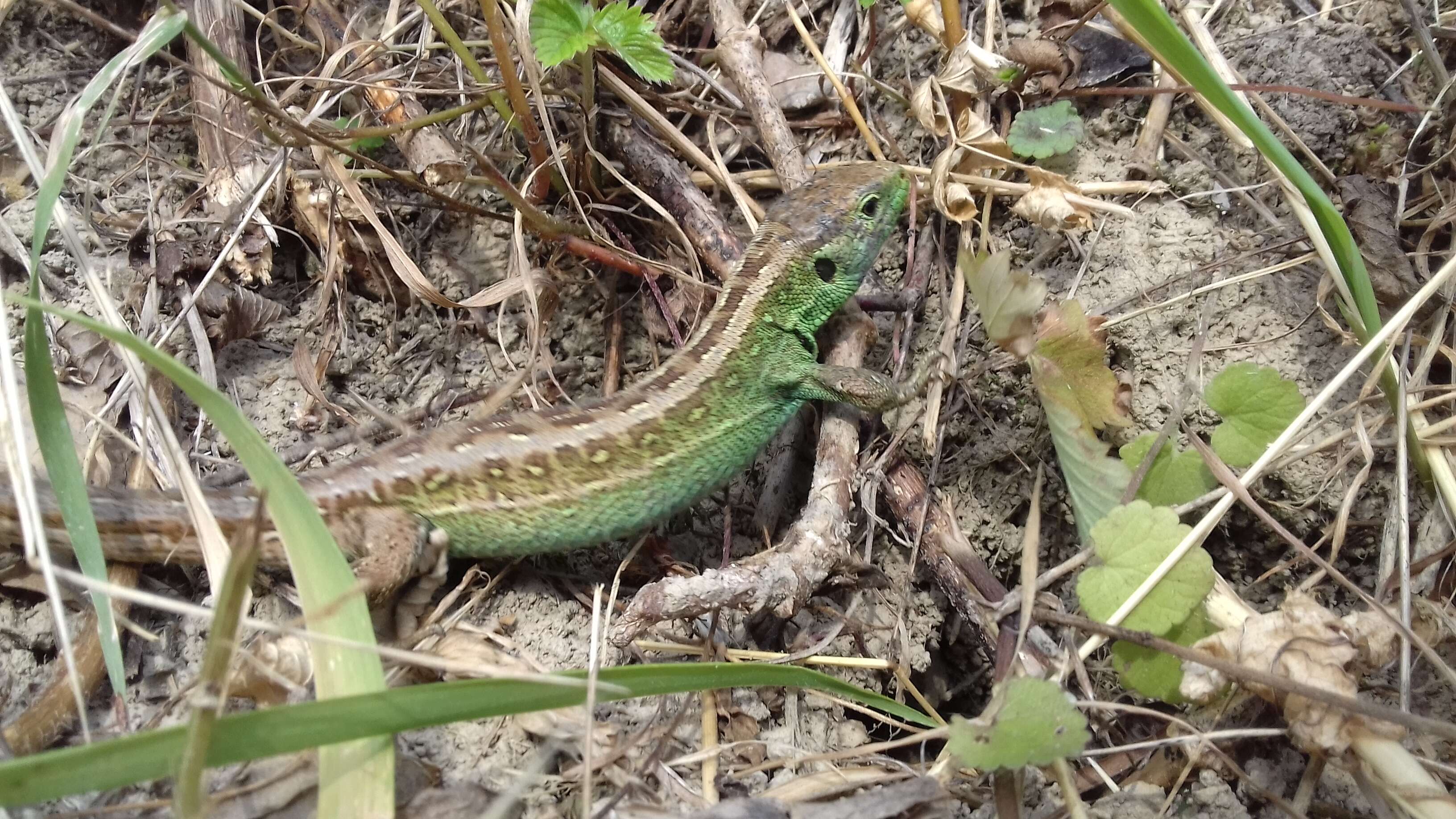 Image of Sand Lizard