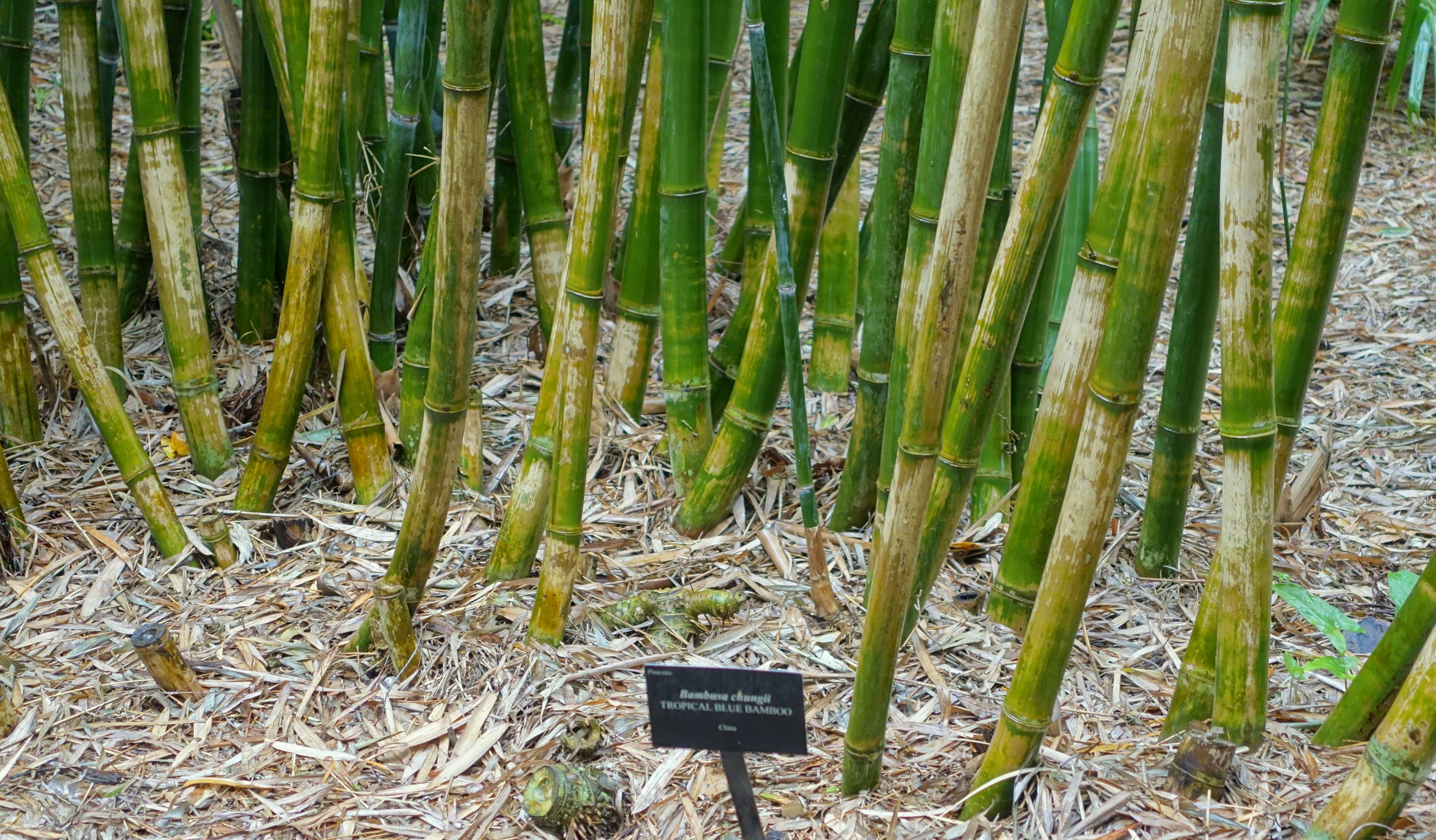 Image of Tropical Blue Bamboo