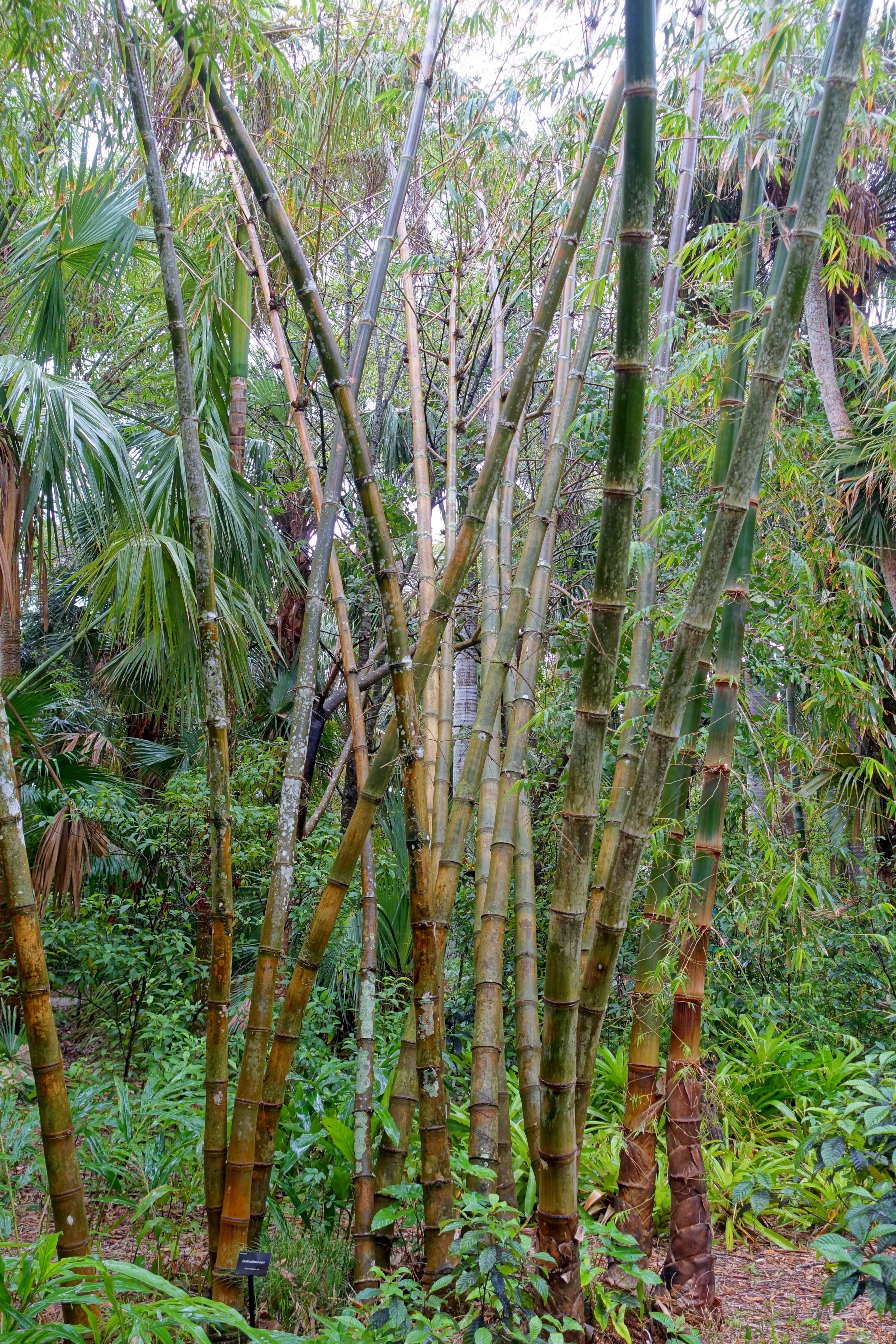 Sivun Dendrocalamus asper (Schult. fil.) Backer kuva