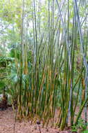 Image of Tropical Blue Bamboo