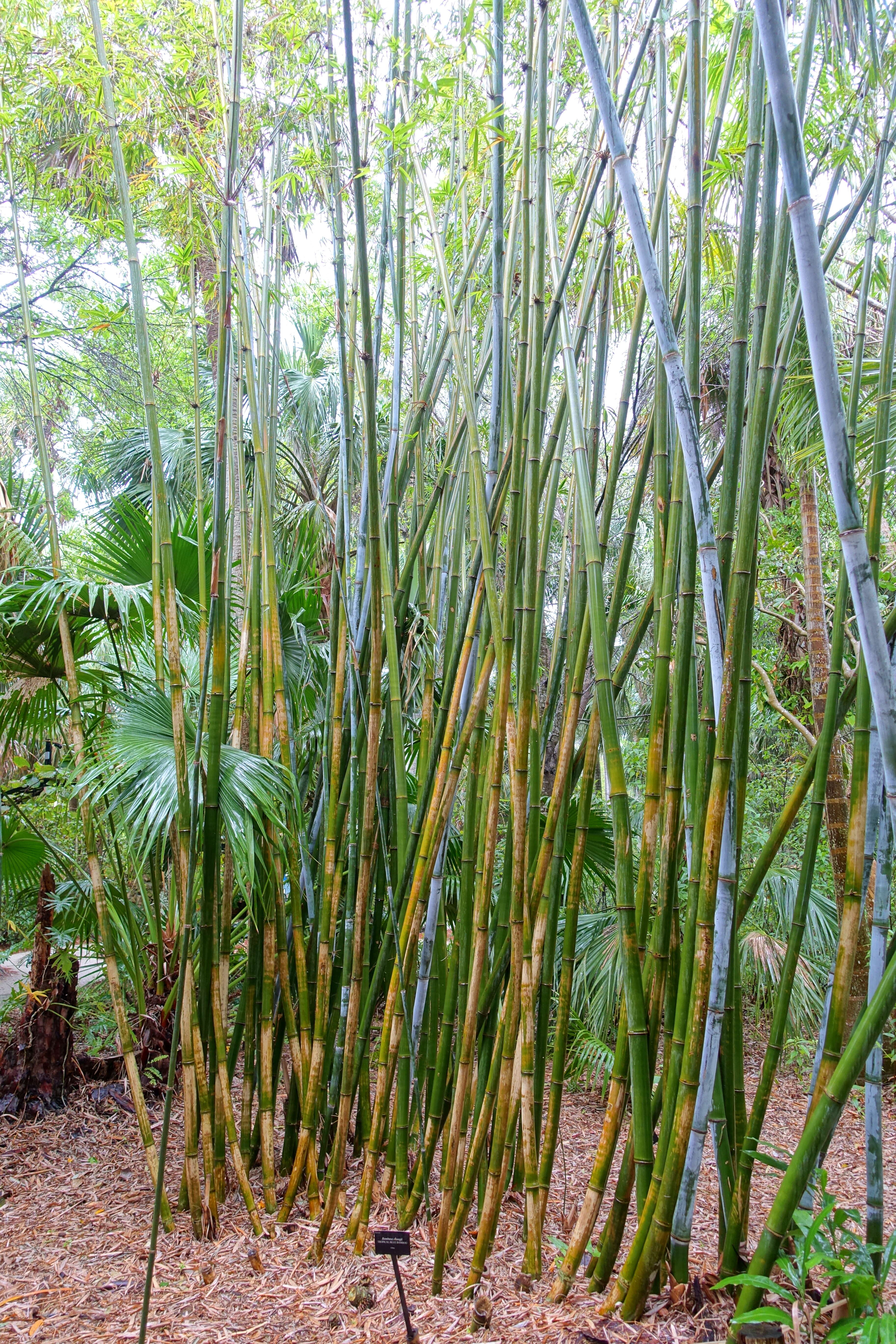 Image of Tropical Blue Bamboo