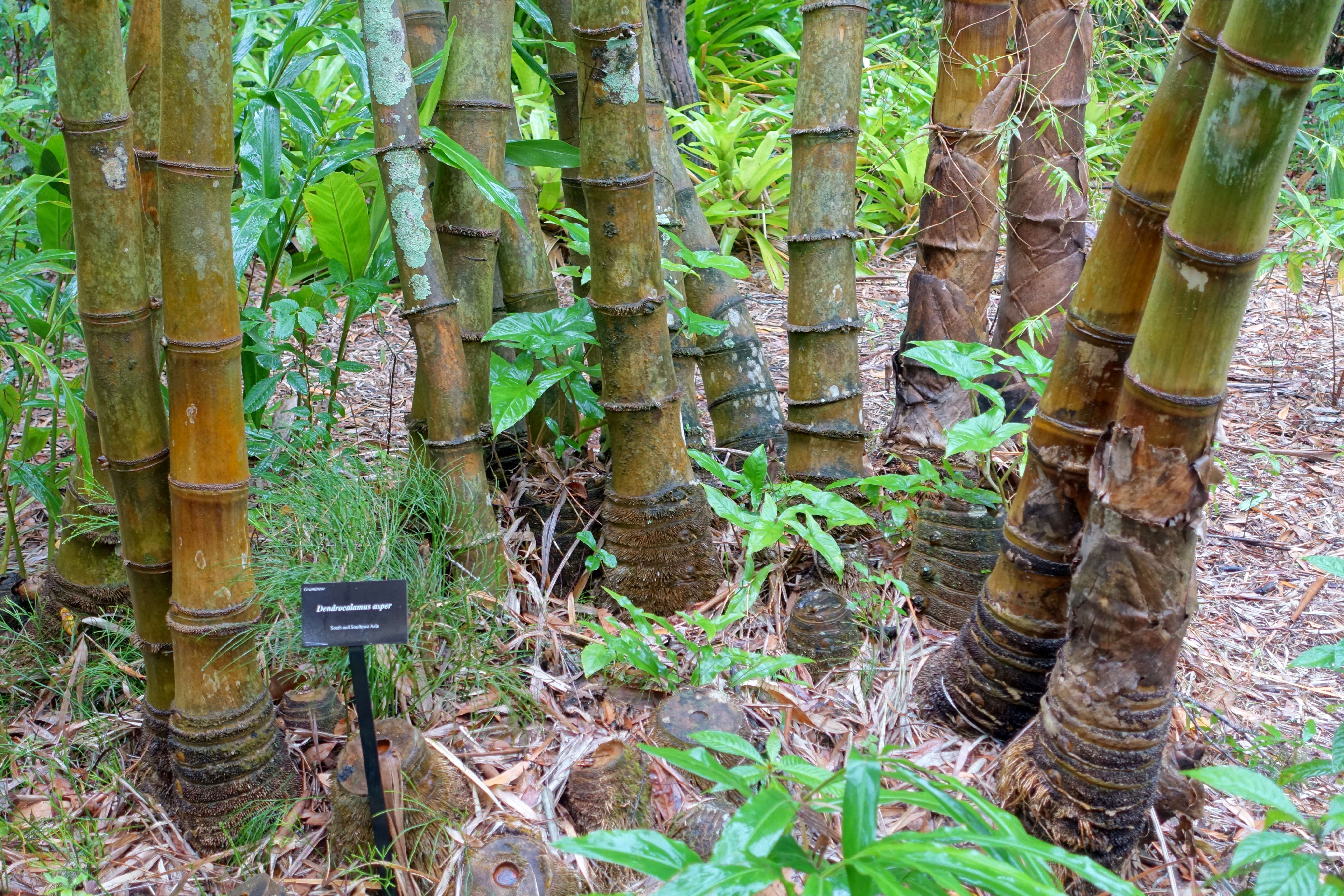 Sivun Dendrocalamus asper (Schult. fil.) Backer kuva