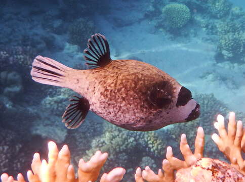 Image of Masked Puffer