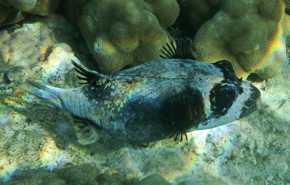 Image of Masked Puffer