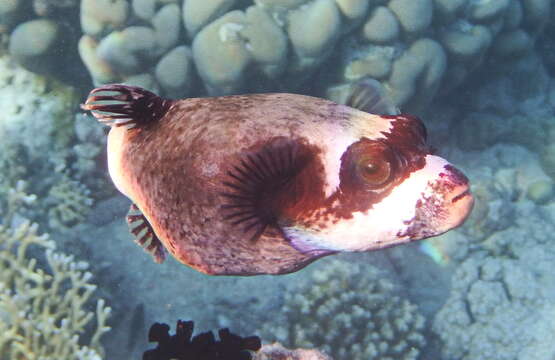 Image of Masked Puffer