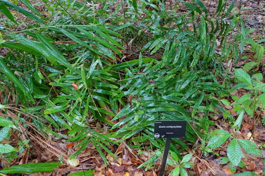 Image of Cycad