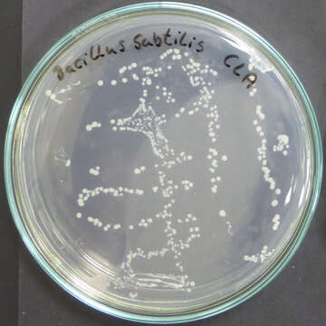 Imagem de Bacillus subtilis