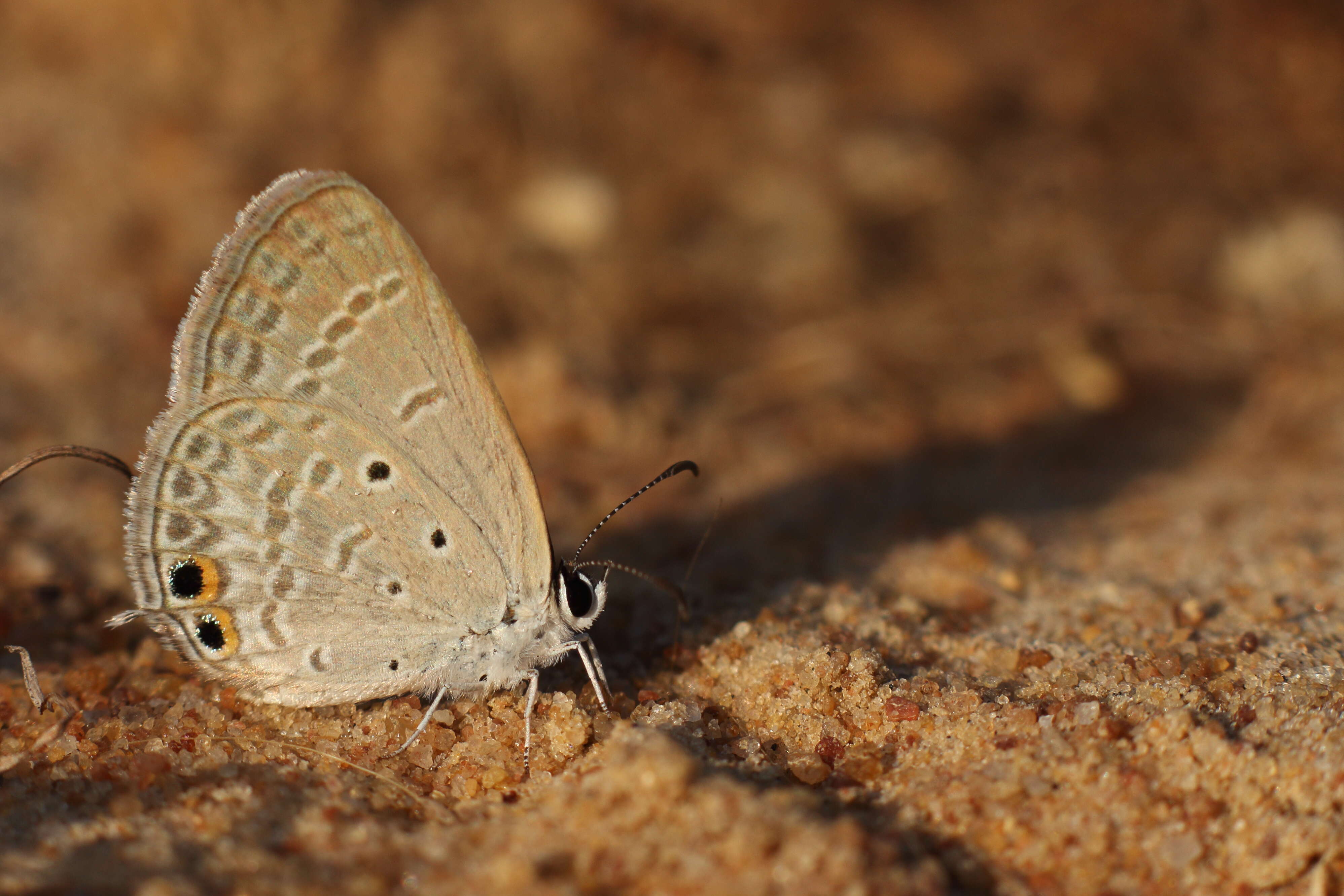 صورة Euchrysops cnejus (Fabricius 1798)