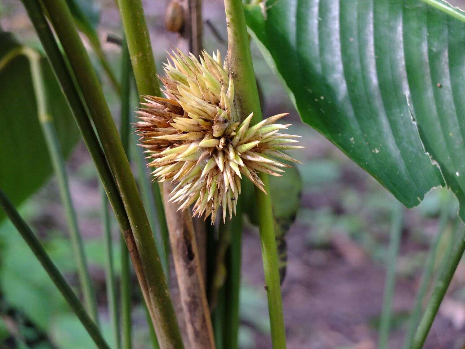 Image of Phrynium pubinerve Blume