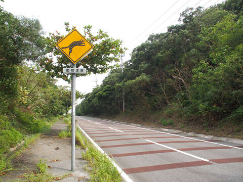 Image of Iriomote cat