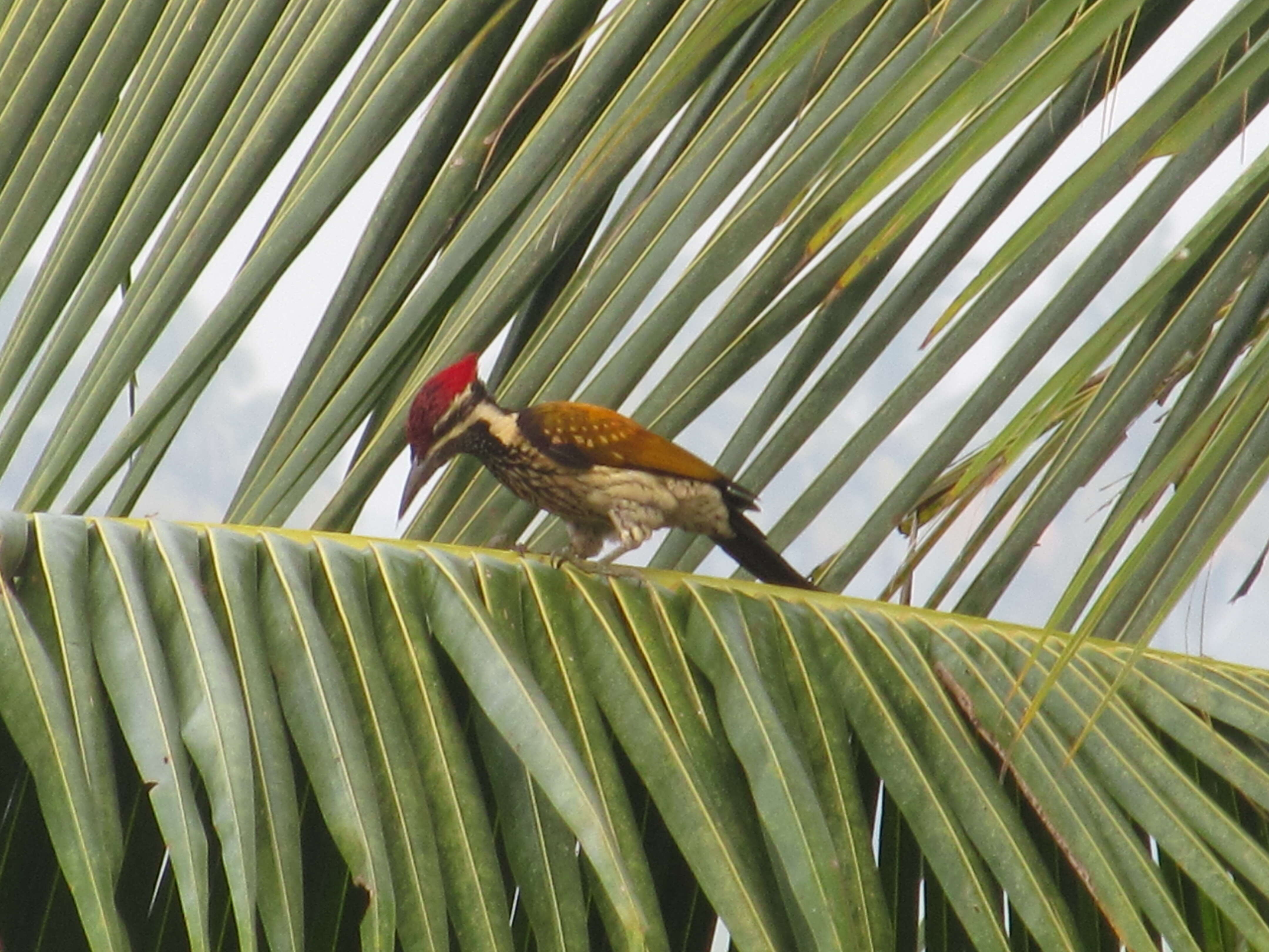 Image of Black-rumped Flameback